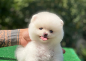 Pofuduk pomeranian bebekler